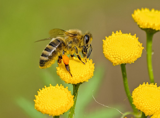 The Vital Role of Bees in Our Ecosystem and the Challenges They Face