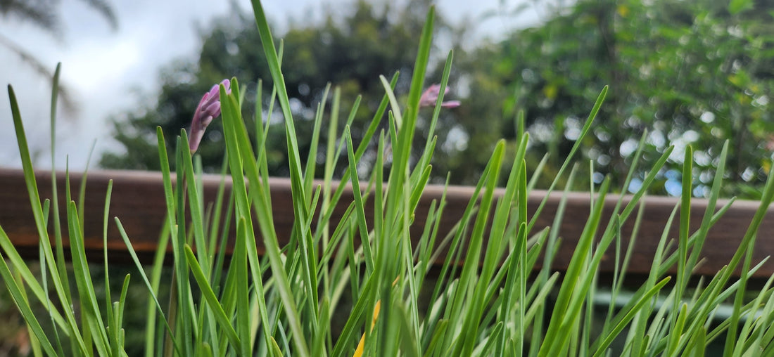 Society Garlic: A Flavorful Superhero in Your Garden!